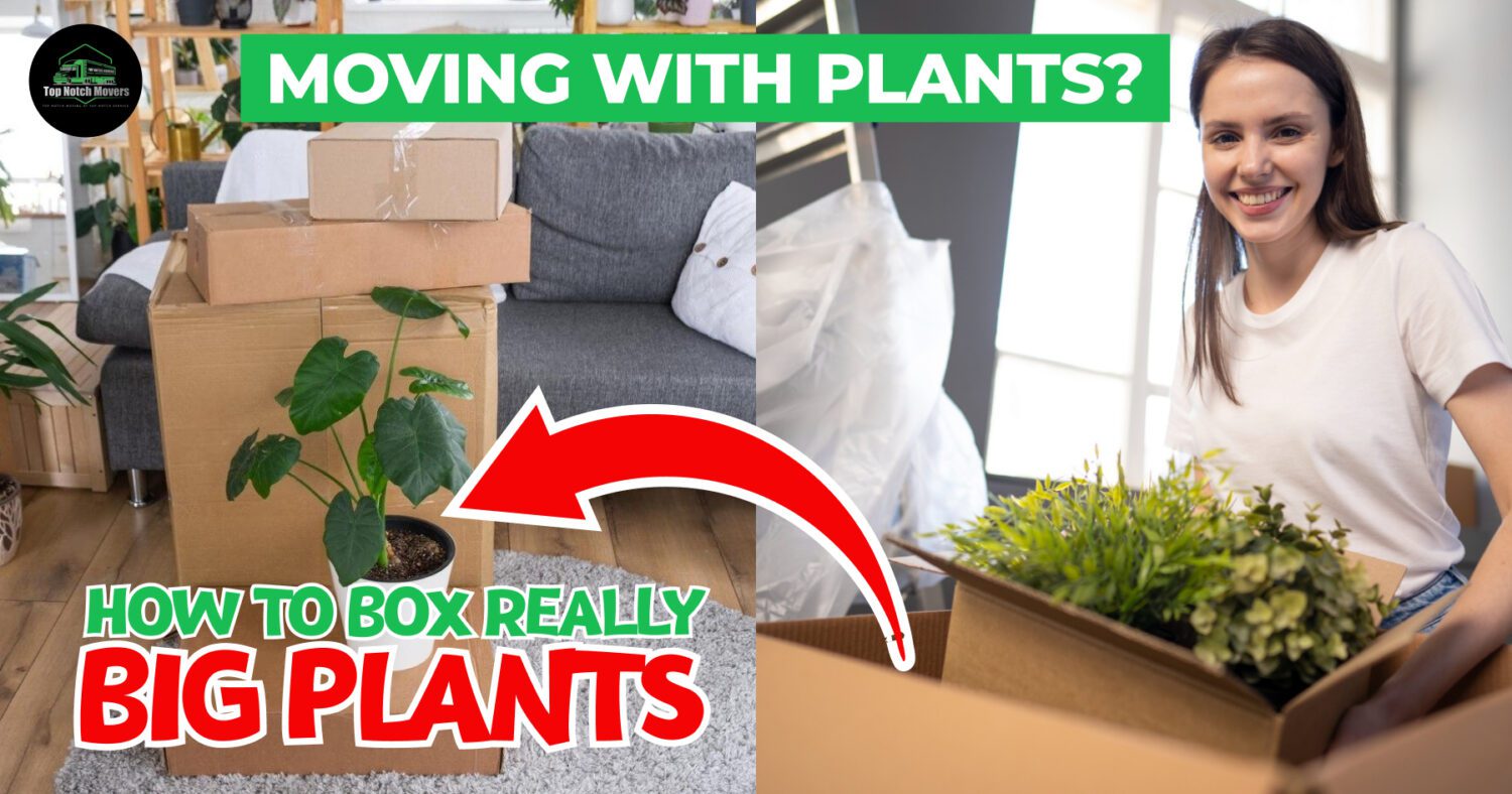 How Do You Pack Plants for Moving?