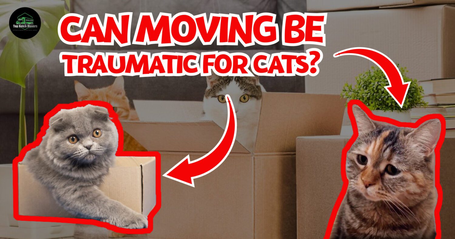 Can Moving Be Traumatic for Cats?